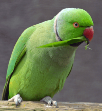 Cuanto Cuesta Un Loro Precio De Loros Actualizado Tienda Loros