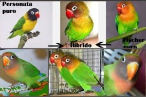 como y cuales son los agapornis híbridos y todo lo que necesitas saber de ellos. Hibridación de agapornis