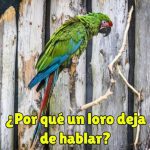 ¿por que los loros dejan de hablar? que hacer si mi loro o perico no habla más y se queda callado?