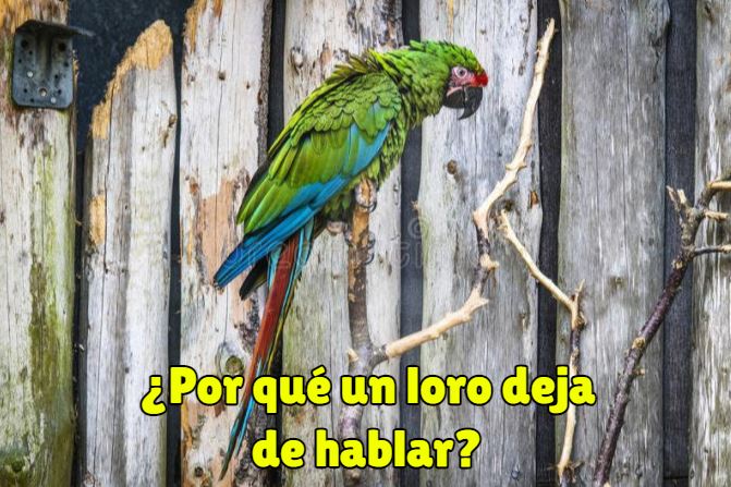 ¿por que los loros dejan de hablar? que hacer si mi loro o perico no habla más y se queda callado?