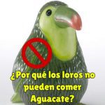 por que los loros no pueden comer aguacate o palta, el aguacate es tóxico para nuestros loros y no lo pueden comer nunca.