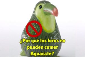 por que los loros no pueden comer aguacate o palta, el aguacate es tóxico para nuestros loros y no lo pueden comer nunca.