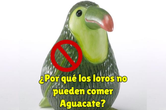 por que los loros no pueden comer aguacate o palta, el aguacate es tóxico para nuestros loros y no lo pueden comer nunca.