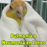 tratamiento de la pulmonia en loros, neumonia de los loros, como curarla