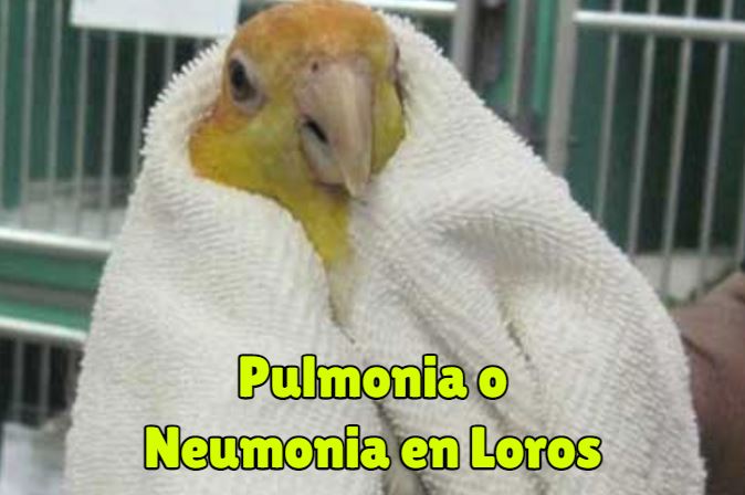 tratamiento de la pulmonia en loros, neumonia de los loros, como curarla