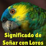 que significa soñar con loros?, significado de soñar con un loro o perico