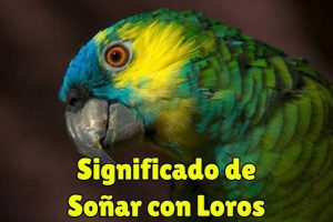 que significa soñar con loros?, significado de soñar con un loro o perico