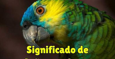 que significa soñar con loros?, significado de soñar con un loro o perico