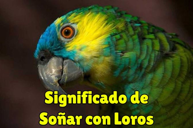 que significa soñar con loros?, significado de soñar con un loro o perico