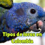 cuales son los tipos de loros en colombia? loros de colombia especies en extincion en colombia