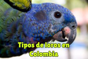 cuales son los tipos de loros en colombia? loros de colombia especies en extincion en colombia