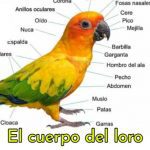 como es el cuerpo de los loros, como es el cuerpo de un loro, partes del cuerpo, anatomía del loro perico o cotorros