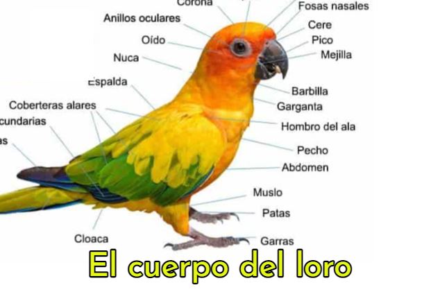 como es el cuerpo de los loros, como es el cuerpo de un loro, partes del cuerpo, anatomía del loro perico o cotorros