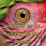 como es la vision de los loros, como ven los loros, los loros pueden ver hacia adelante, vision ultravioleta loros