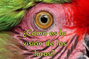 como es la vision de los loros, como ven los loros, los loros pueden ver hacia adelante, vision ultravioleta loros