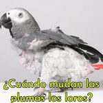 cuando mudan las plumas los loros, en que epoca mudan los loros sus plumas, cambio de plumas en los loros