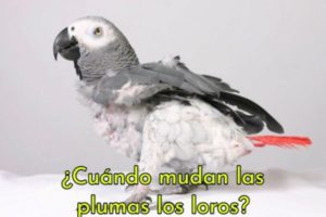 cuando mudan las plumas los loros, en que epoca mudan los loros sus plumas, cambio de plumas en los loros