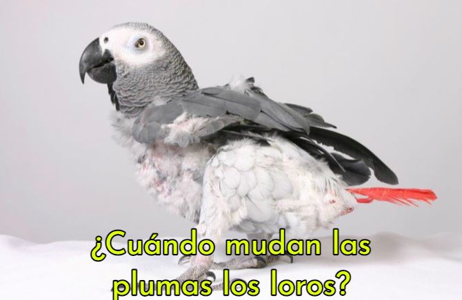 cuando mudan las plumas los loros, en que epoca mudan los loros sus plumas, cambio de plumas en los loros