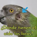 donde tienen el oído los loros, este es el lugar donde estan los oidos de los loros, donde tienen el oído los pericos y cotorras