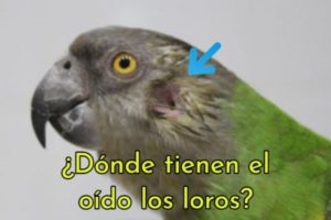 donde tienen el oído los loros, este es el lugar donde estan los oidos de los loros, donde tienen el oído los pericos y cotorras