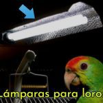 lamparas para loros, comprar lámparas para loros, iluminación para pericos y cotorros, comprar luces para loros