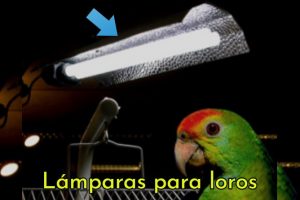 lamparas para loros, comprar lámparas para loros, iluminación para pericos y cotorros, comprar luces para loros