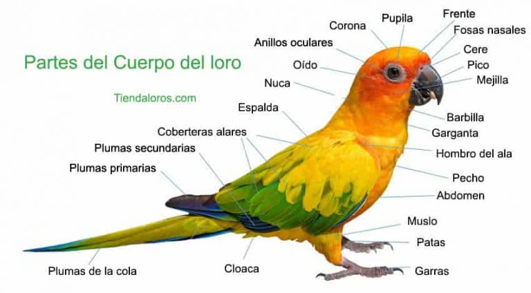 Cual Es La Pelvis De Un Loro