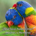 que loro habla mas macho o hembra, loros que hablan mas machos o hembras, los loros machos hablan mas que las hembras, los cotorros hembra pueden hablar?