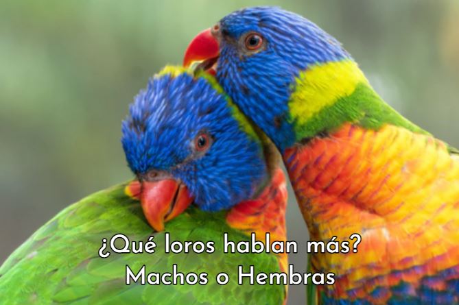 que loro habla mas macho o hembra, loros que hablan mas machos o hembras, los loros machos hablan mas que las hembras, los cotorros hembra pueden hablar?