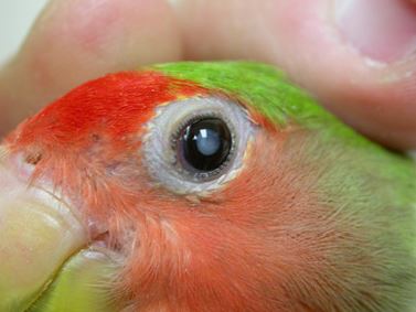 cataratas en los loros, tratamiento y prevención de las enfermedades y trastornos oculares de los loros