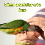 como tocar y donde acariciar a un loro correctamente, aprender todas las maneras de tocar a tu perico o cotorro