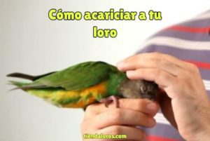 como tocar y donde acariciar a un loro correctamente, aprender todas las maneras de tocar a tu perico o cotorro