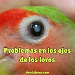 problemas en los ojos de los loros, enfermedades comunes en los ojos de pericos cotorros