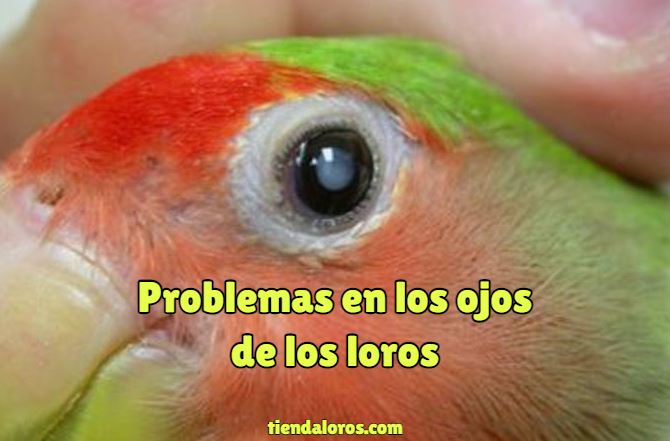 problemas en los ojos de los loros, enfermedades comunes en los ojos de pericos cotorros