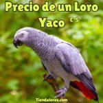 precio loro yaco, cuanto cuesta un loro yaco, valor del loro gris africano cola roja, loro policía