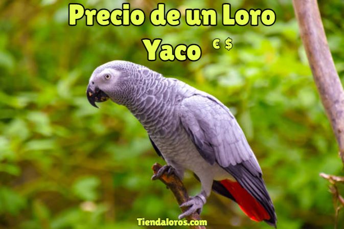 precio loro yaco, cuanto cuesta un loro yaco, valor del loro gris africano cola roja, loro policía