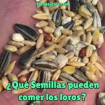 que semillas pueden comer los loros, que semillas comen los loros? semillas saludables para cotorras, es bueno dar semillas para pericos