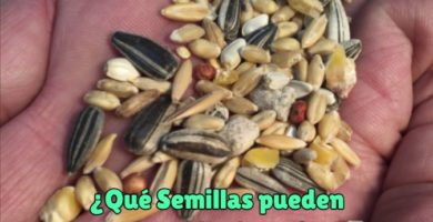 que semillas pueden comer los loros, que semillas comen los loros? semillas saludables para cotorras, es bueno dar semillas para pericos