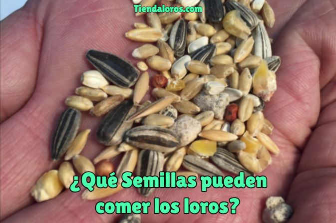 que semillas pueden comer los loros, que semillas comen los loros? semillas saludables para cotorras, es bueno dar semillas para pericos