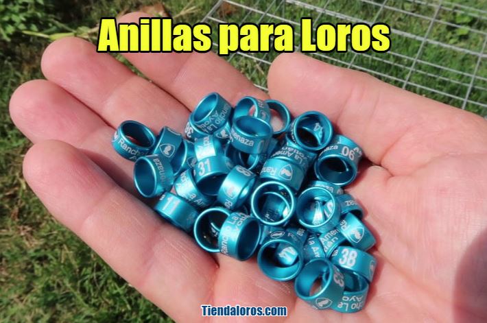 comprar anillas para loros, anillos para loros, anillos de pie para loros