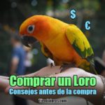 comprar un loro, consejos para una compra legal y adecuada