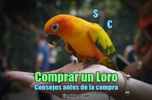 comprar un loro, consejos para una compra legal y adecuada