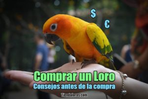 comprar un loro, consejos para una compra legal y adecuada