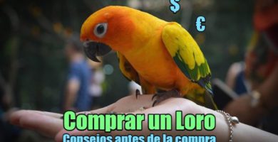 comprar un loro, consejos para una compra legal y adecuada