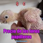 precio de loros papilleros, precio de un loro papillero, cuanto cuesta un loro papillero? precio de los loros papilleros