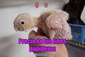 precio de loros papilleros, precio de un loro papillero, cuanto cuesta un loro papillero? precio de los loros papilleros