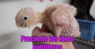 precio de loros papilleros, precio de un loro papillero, cuanto cuesta un loro papillero? precio de los loros papilleros
