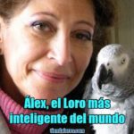 alex es el loro más inteligente del mundo, la historia de alex, el loro mas inteligente del mundo