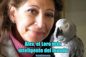 alex es el loro más inteligente del mundo, la historia de alex, el loro mas inteligente del mundo