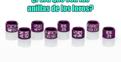 para que sirven las anillas de loros?, para que son las anillas de loros, para que son las anillas para loros, explicación e información sobre las anillas de loros